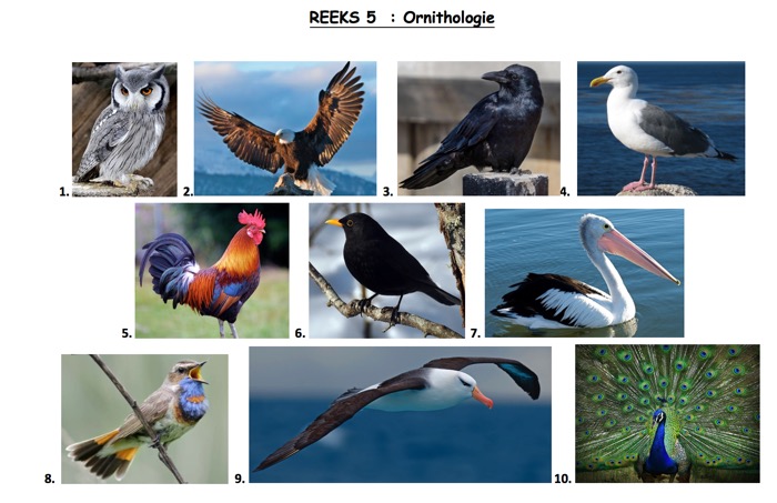 ornithologie 1.jpg