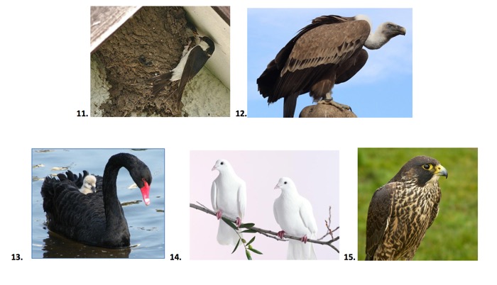 ornithologie 2.jpg